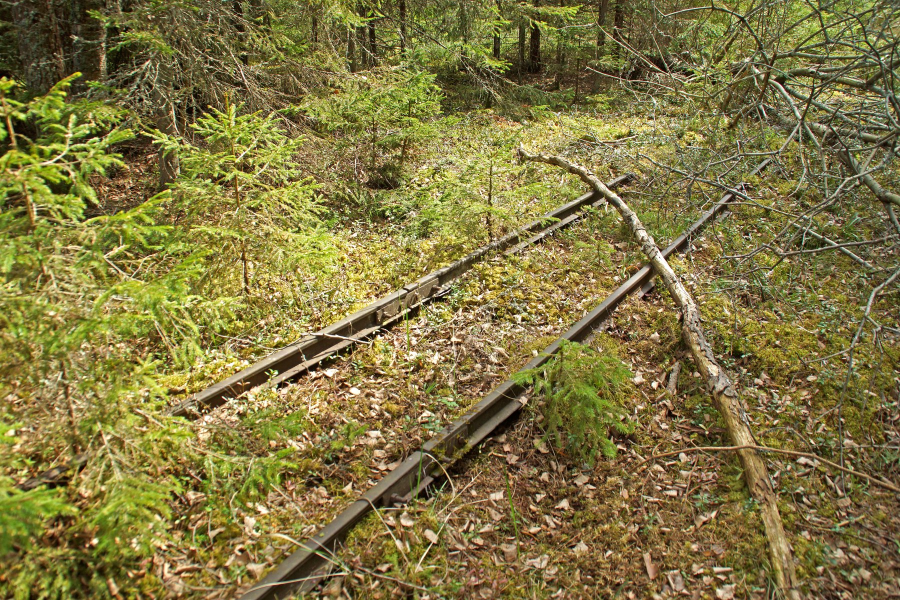 Hannu Peltola