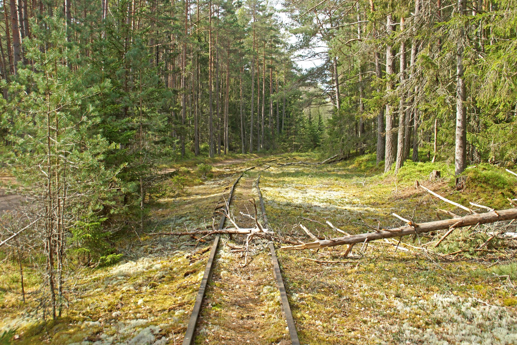 Hannu Peltola