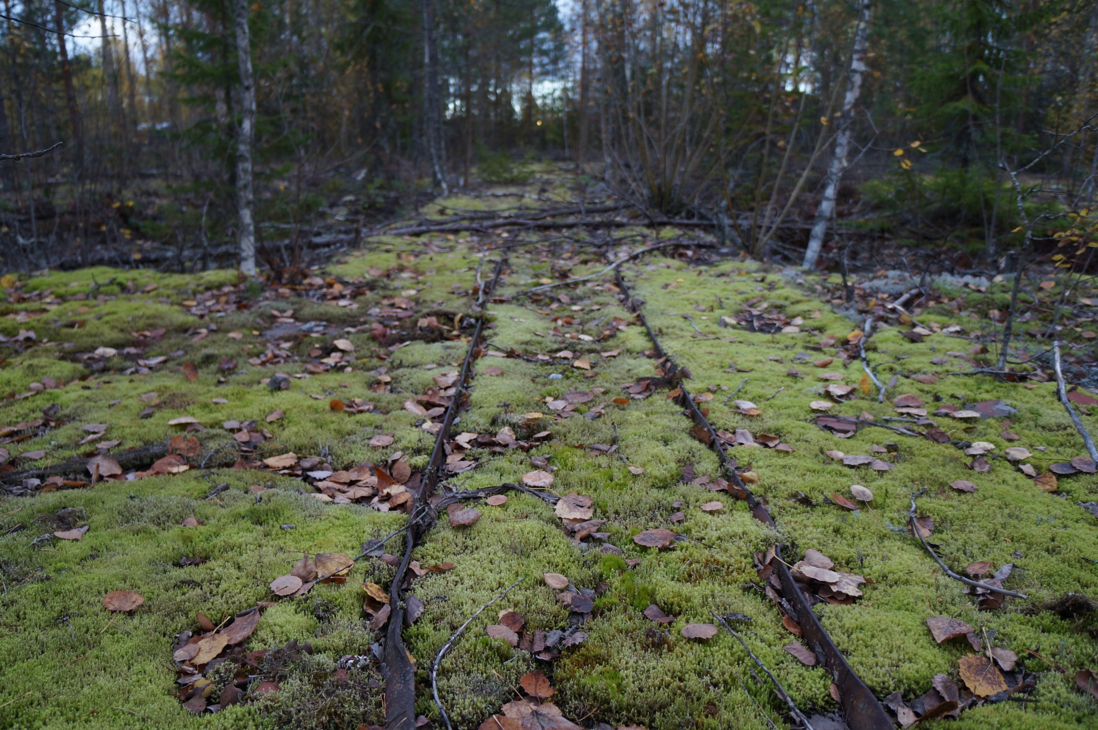 Veeti Saukkonen