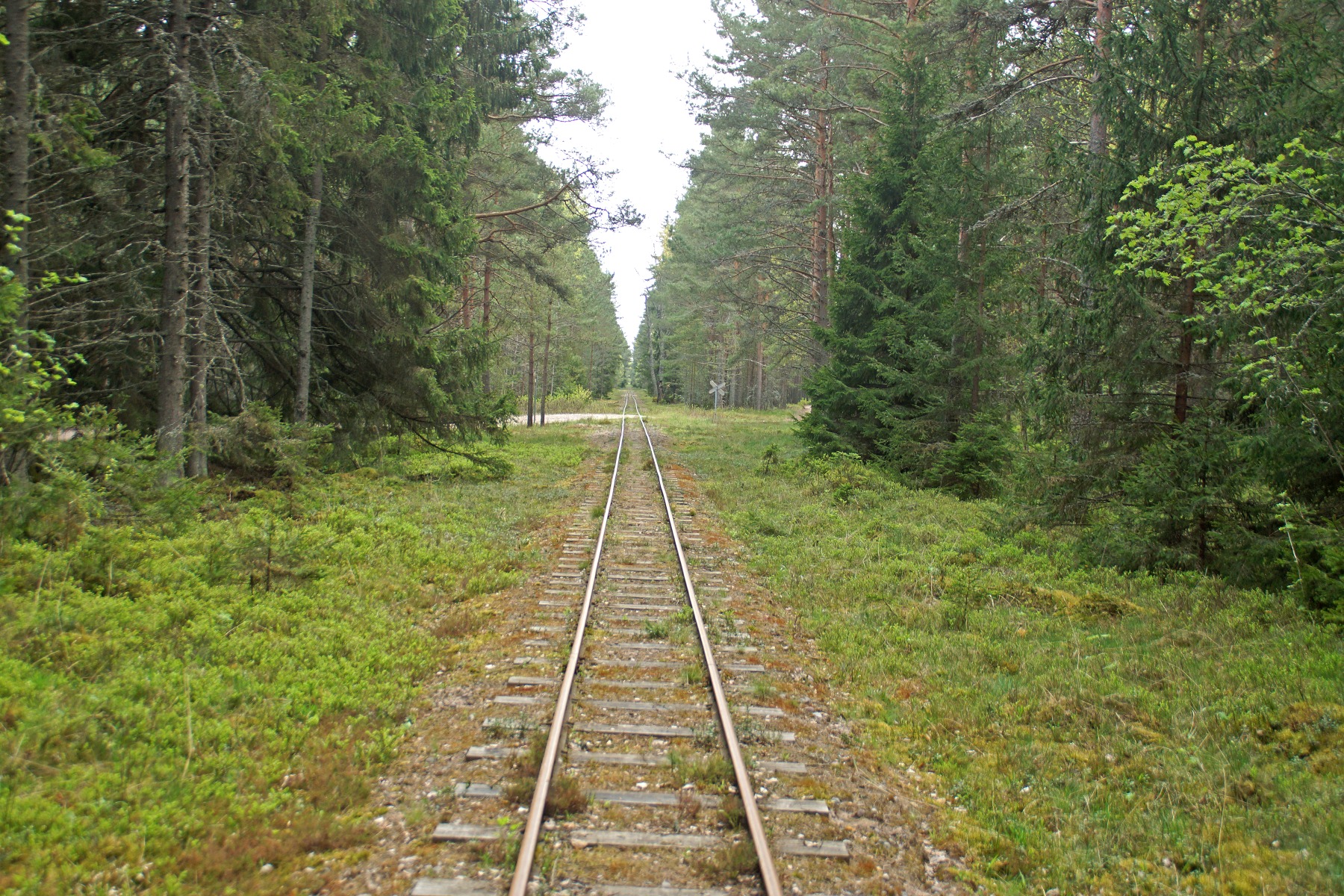 Hannu Peltola
